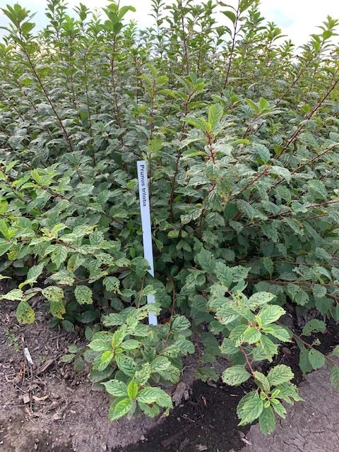 Amandelboompje Als Struik (Prunus Triloba) 5 Amandelboompje Als Struik (Prunus Triloba) - Afbeelding 3