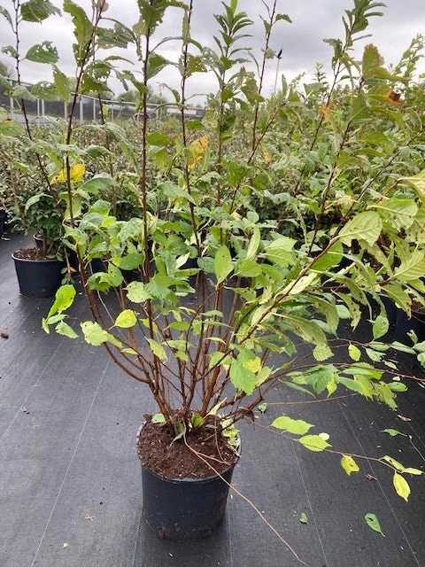 Amandelboompje Als Struik (Prunus Triloba) 4 Amandelboompje Als Struik (Prunus Triloba) - Afbeelding 2