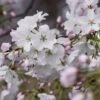 Japanse Sierkers Als Struik (Prunus Yedoensis) -Aanbiedingen Groene Hekken Winkel prunus yedoensis 1 1