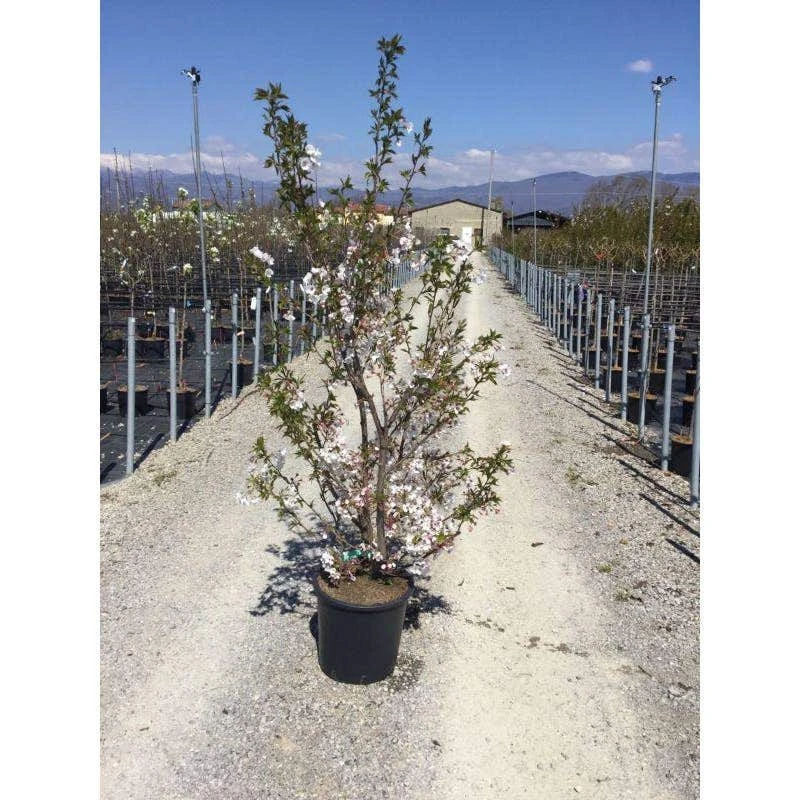 Japanse Sierkers Als Struik (Prunus Yedoensis) 4 Japanse Sierkers Als Struik (Prunus Yedoensis) - Afbeelding 2