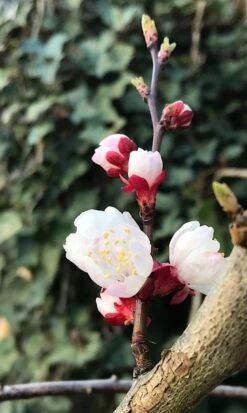 Abrikozenboom (Prunus Armeniaca) -Aanbiedingen Groene Hekken Winkel prunusarmeniaca abrikoos 1