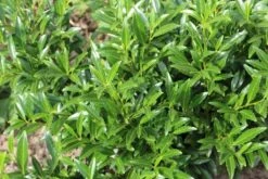 Laurierkers (Prunus Laurocerasus 'Sofia') -Aanbiedingen Groene Hekken Winkel prunuslsofia02 2