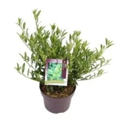 Laurierkers (Prunus Laurocerasus 'Sofia') -Aanbiedingen Groene Hekken Winkel prunuslsofia03 2