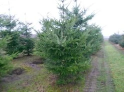 Douglasspar (Pseudotsuga Menziessii) -Aanbiedingen Groene Hekken Winkel pseudotsuga menziesii 300 400 200 300 002