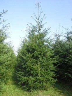 Douglasspar (Pseudotsuga Menziessii) -Aanbiedingen Groene Hekken Winkel pseudotsuga menziesii 400 450 4