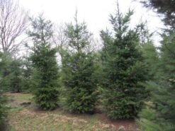 Douglasspar (Pseudotsuga Menziessii) -Aanbiedingen Groene Hekken Winkel pseudotsuga menziesii 500