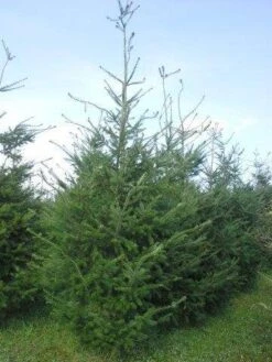 Douglasspar (Pseudotsuga Menziessii) -Aanbiedingen Groene Hekken Winkel pseudotsuga menzisii 400 450