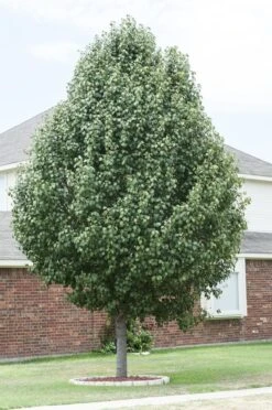 Chinese Sierpeer (Pyrus Calleryana 'Chanticleer') 17 Chinese Sierpeer (Pyrus Calleryana 'Chanticleer') -Aanbiedingen Groene Hekken Winkel pyrus calleryana 1