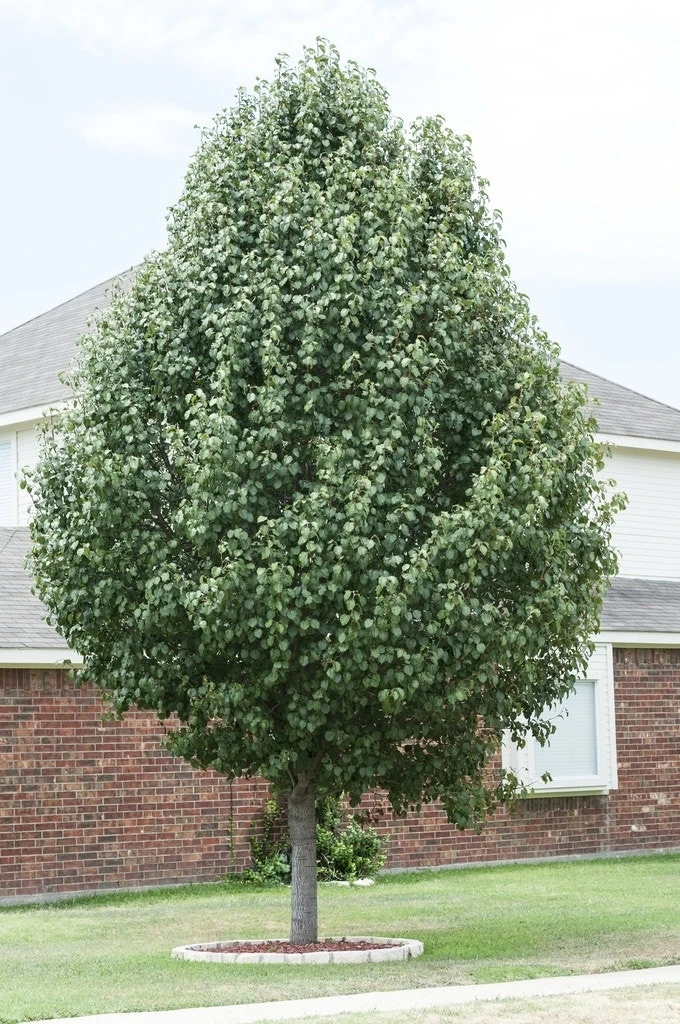 Chinese Sierpeer (Pyrus Calleryana 'Chanticleer') 7 Chinese Sierpeer (Pyrus Calleryana 'Chanticleer') - Afbeelding 5