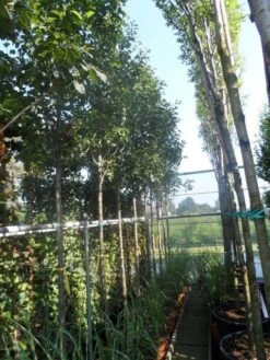 Chinese Sierpeer (Pyrus Calleryana 'Chanticleer') 20 Chinese Sierpeer (Pyrus Calleryana 'Chanticleer') -Aanbiedingen Groene Hekken Winkel pyrus calleryana chanticleer 12 14ho cont