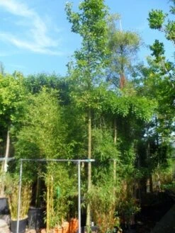 Chinese Sierpeer (Pyrus Calleryana 'Chanticleer') 21 Chinese Sierpeer (Pyrus Calleryana 'Chanticleer') -Aanbiedingen Groene Hekken Winkel pyrus calleryana chanticleer 16 18ho cont