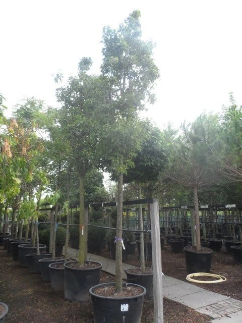 Chinese Sierpeer (Pyrus Calleryana 'Chanticleer') 13 Chinese Sierpeer (Pyrus Calleryana 'Chanticleer') - Afbeelding 11