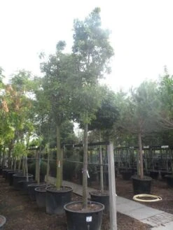 Chinese Sierpeer (Pyrus Calleryana 'Chanticleer') 23 Chinese Sierpeer (Pyrus Calleryana 'Chanticleer') -Aanbiedingen Groene Hekken Winkel pyrus calleryana chanticleer 25 30ho c285 1