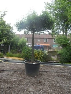 Sierpeer Als Dakboom (Pyrus Calleryana 'Chanticleer')