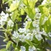Sierpeer Als Leivorm (Pyrus Calleryana 'Chanticleer) -Aanbiedingen Groene Hekken Winkel pyrus chanticleer 1 1