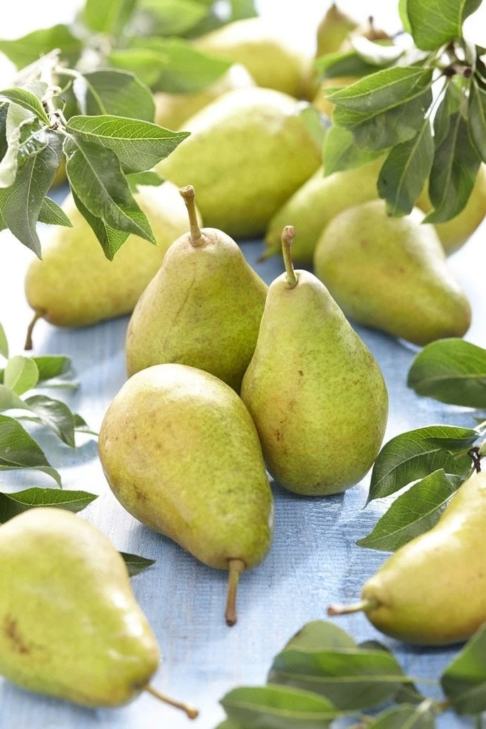 Perenboom (Pyrus Communis 'Bonne Louise D'Avranches') 3 Perenboom (Pyrus Communis 'Bonne Louise D'Avranches')