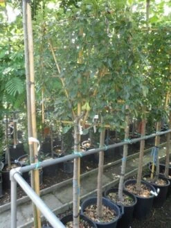 Lei-peer (Pyrus Communis 'Conference') -Aanbiedingen Groene Hekken Winkel pyrus communis eetpeer halfstam leivorm 1 2