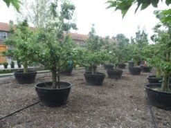 Wilde Perenboom (Pyrus Communis) 29 Wilde Perenboom (Pyrus Communis) -Aanbiedingen Groene Hekken Winkel pyrus communis eetpeer in soorten oude vormboom c500