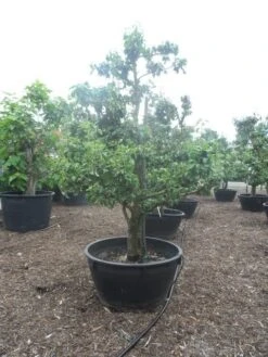 Wilde Perenboom (Pyrus Communis) -Aanbiedingen Groene Hekken Winkel pyrus communis eetpeer in soorten oude vormboom c500 2 1