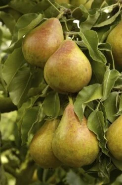 Nieuwe uitgaven 13 Lei-Peer (Pyrus Communis 'Gieser Wildeman')