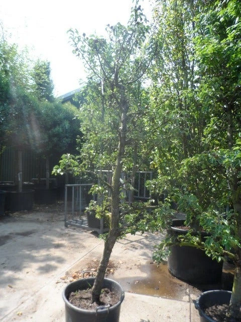 Perenboom (Pyrus Communis 'Gieser Wildeman') 7 Perenboom (Pyrus Communis 'Gieser Wildeman') - Afbeelding 5