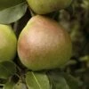 Perenboom (Pyrus Communis 'Saint Remy') -Aanbiedingen Groene Hekken Winkel pyrus communis saint remy