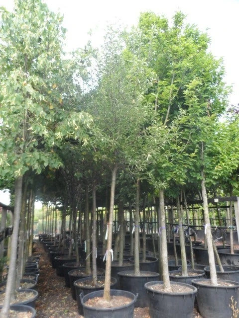 Perenboom (Pyrus Communis 'Gieser Wildeman') 4 Perenboom (Pyrus Communis 'Gieser Wildeman') - Afbeelding 2