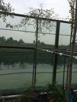 Treursierpeer (Pyrus Salicifolia 'Pendula') -Aanbiedingen Groene Hekken Winkel pyrus sal. pendula 12 14cm 1 2