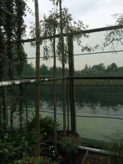 Treursierpeer (Pyrus Salicifolia 'Pendula') -Aanbiedingen Groene Hekken Winkel pyrus sal. pendula 12 14cm 2 2