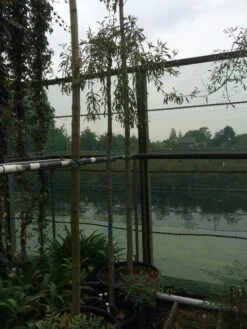 Treursierpeer (Pyrus Salicifolia 'Pendula') -Aanbiedingen Groene Hekken Winkel pyrus sal pendula 1 2