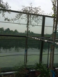 Treursierpeer (Pyrus Salicifolia 'Pendula') -Aanbiedingen Groene Hekken Winkel pyrus sal pendula 2 1