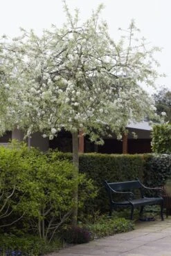 Treursierpeer (Pyrus Salicifolia 'Pendula') -Aanbiedingen Groene Hekken Winkel pyrus salicifolia pendula 1