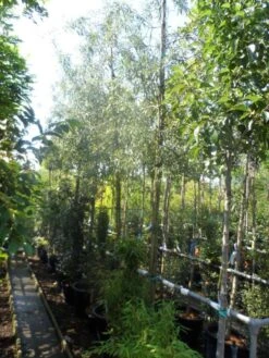 Treursierpeer (Pyrus Salicifolia 'Pendula') -Aanbiedingen Groene Hekken Winkel pyrus salicifolia pendula 12 14 16ho doorgaande kop 1