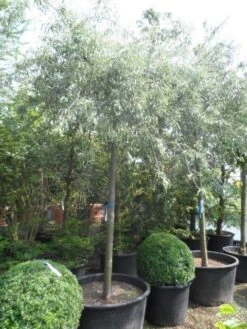 Treursierpeer (Pyrus Salicifolia 'Pendula') -Aanbiedingen Groene Hekken Winkel pyrus salicifolia pendula 20 25ho c200 2