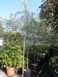 Treursierpeer (Pyrus Salicifolia 'Pendula') -Aanbiedingen Groene Hekken Winkel pyrus salicifolia pendula 8 10ho c25 2