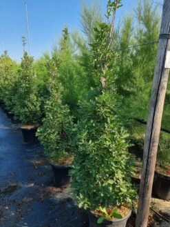 Zuileik (Quercus X Bimundorum 'Crimson Spire') -Aanbiedingen Groene Hekken Winkel quercus crimson spire 175200 cm 1