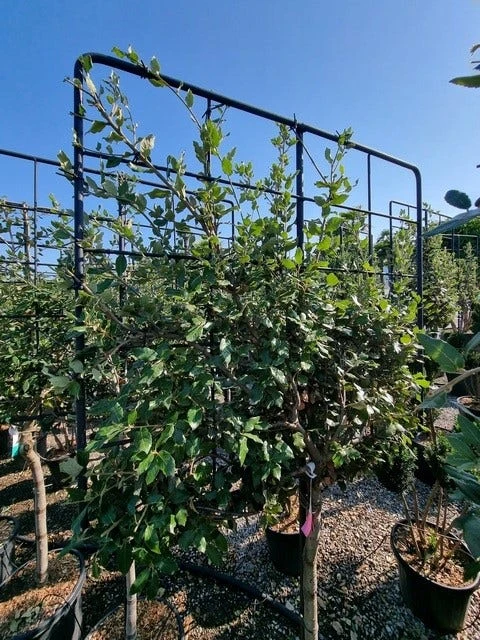 Steeneik Leirek Op Halfstam (Quercus Ilex) 4 Steeneik Leirek Op Halfstam (Quercus Ilex) - Afbeelding 2