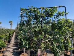 Steeneik Leirek Op Halfstam (Quercus Ilex) -Aanbiedingen Groene Hekken Winkel quercus ilex 100cm stam spaliera 3 1 1