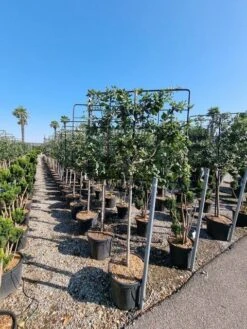 Steeneik Leirek Op Halfstam (Quercus Ilex) -Aanbiedingen Groene Hekken Winkel quercus ilex 100cm stam spaliera 4 1 2