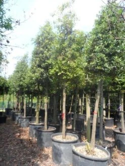 Steeneik Als Boom (Quercus Ilex) -Aanbiedingen Groene Hekken Winkel quercus ilex 20 25ho c200