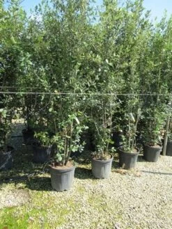 Steeneik Meerstammig (Quercus Ilex) -Aanbiedingen Groene Hekken Winkel quercus ilex 200 250meerstammig 1