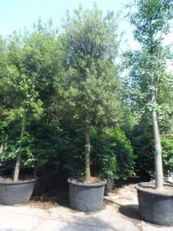 Steeneik Als Boom (Quercus Ilex) -Aanbiedingen Groene Hekken Winkel quercus ilex 30 35 40ho cont