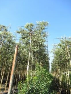 Steeneik Als Leiboom (Quercus Ilex) -Aanbiedingen Groene Hekken Winkel quercus ilex 8 10 leivorm 2
