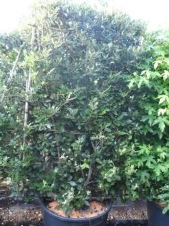 Steeneik Als Leivorm (Quercus Ilex) -Aanbiedingen Groene Hekken Winkel quercus ilex leivorm 200x120 2