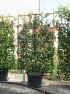 Steeneik Als Leivorm (Quercus Ilex) -Aanbiedingen Groene Hekken Winkel quercus ilex leivorm 4