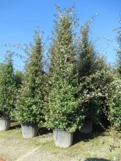 Steeneik Als Piramide (Quercus Ilex) -Aanbiedingen Groene Hekken Winkel quercus ilex piramide 1
