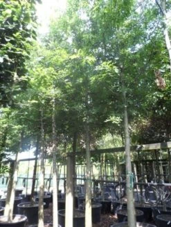 Moeraseik (Quercus Palustris) -Aanbiedingen Groene Hekken Winkel quercus palustris 25 30ho c250 extra