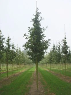 Grote Zomereik (Quercus Robur) -Aanbiedingen Groene Hekken Winkel quercus robur s 20 25