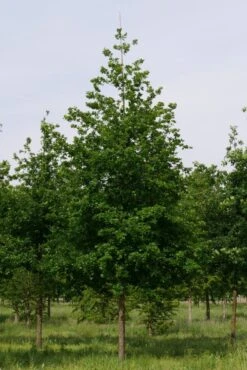 Grote Zomereik (Quercus Robur) -Aanbiedingen Groene Hekken Winkel quercus robur s 30 35