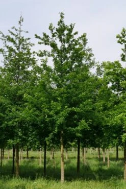 Grote Zomereik (Quercus Robur) -Aanbiedingen Groene Hekken Winkel quercus robur s 35 40